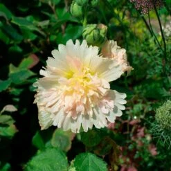 Alcea Rosea Spring Celebrities™ 'Apricot' 5 Alcea Rosea Spring Celebrities™ 'Apricot' -Olivia Plants Sales x600 35545
