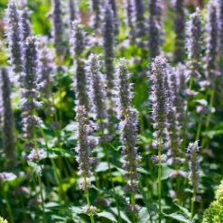 Agastache 'Blue Fortune' -Olivia Plants Sales x600 35564