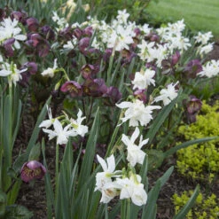 Narcissus 'Thalia' -Olivia Plants Sales x600 35684