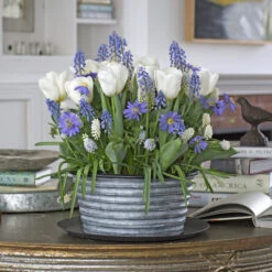 Three Months Of Winter Bulb Gardens, December - February -Olivia Plants Sales x600 35686