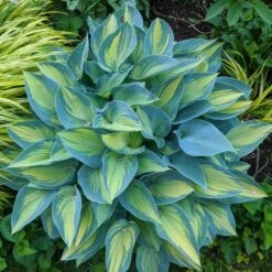 Hosta 'June' -Olivia Plants Sales x600 35764