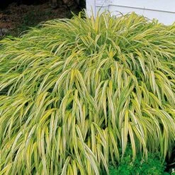 Ornamental Grass: Hakonechloa Macra 'Aureola' 11 Ornamental Grass: Hakonechloa Macra 'Aureola' -Olivia Plants Sales x600 35790