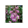 Delphinium 'Centurion Rose Shades'
