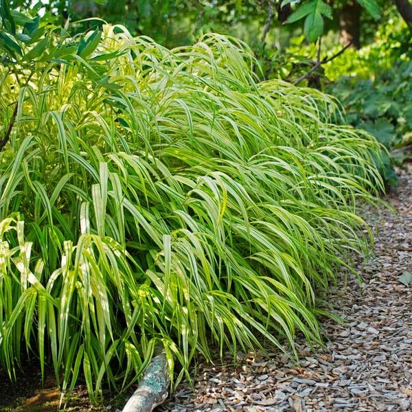 Ornamental Grass: Hakonechloa Macra 'Aureola' 1 Ornamental Grass: Hakonechloa Macra 'Aureola'
