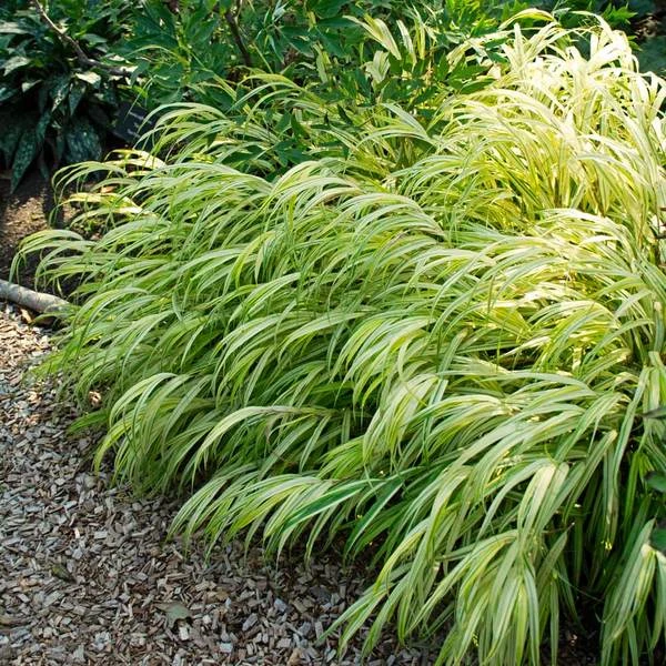 Ornamental Grass: Hakonechloa Macra 'Aureola' 2 Ornamental Grass: Hakonechloa Macra 'Aureola' - Image 2