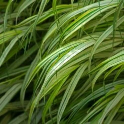 Ornamental Grass: Hakonechloa Macra 'Aureola' 9 Ornamental Grass: Hakonechloa Macra 'Aureola' -Olivia Plants Sales x600 35961