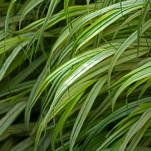 Ornamental Grass: Hakonechloa Macra 'Aureola' 3 Ornamental Grass: Hakonechloa Macra 'Aureola' - Image 3