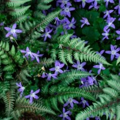 Campanula Poscharskyana 'Blue Gown' -Olivia Plants Sales x600 35991