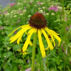 Echinacea Paradoxa -Olivia Plants Sales x600 36101