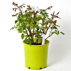 Rose Bonica® -Olivia Plants Sales x600 36121