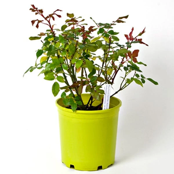 Rose Peachy Knock Out® 5 Rose Peachy Knock Out® - Image 5