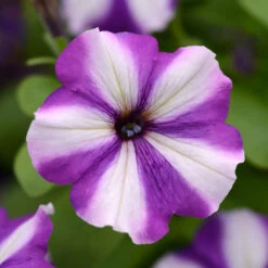 Pollinator Pleaser Annual Collection 12 Pollinator Pleaser Annual Collection -Olivia Plants Sales x600 36189