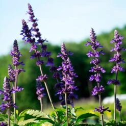 Sun & Sky Annual Collection 7 Sun & Sky Annual Collection -Olivia Plants Sales x600 36225