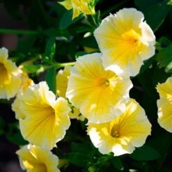 Sun & Sky Annual Collection 8 Sun & Sky Annual Collection -Olivia Plants Sales x600 36226