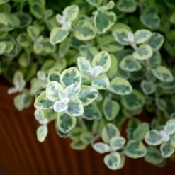 Sun & Sky Annual Collection 9 Sun & Sky Annual Collection -Olivia Plants Sales x600 36227