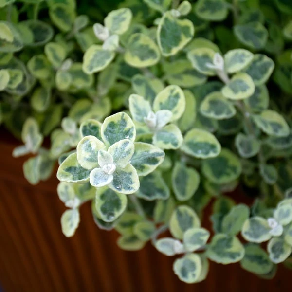 Sun & Sky Annual Collection 4 Sun & Sky Annual Collection - Image 4