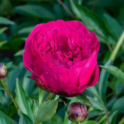 Peony 'Kansas' -Olivia Plants Sales x600 36298