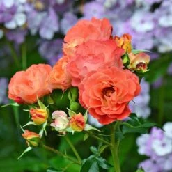 Rose Easy Elegance® Coral Cove -Olivia Plants Sales x600 36305