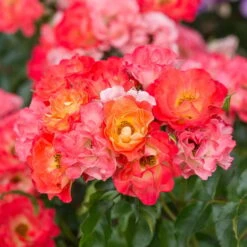 Rose Easy Elegance® Coral Cove -Olivia Plants Sales x600 36307