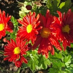 Chrysanthemum 'Pumpkin Igloo' -Olivia Plants Sales x600 36317