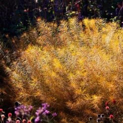 Amsonia Hubrichtii -Olivia Plants Sales x600 36413