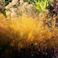 Amsonia Hubrichtii -Olivia Plants Sales x600 36414