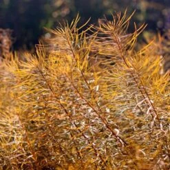 Amsonia Hubrichtii -Olivia Plants Sales x600 36415
