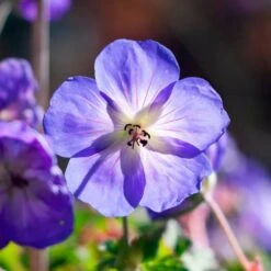 Geranium Rozanne® 10 Geranium Rozanne® -Olivia Plants Sales x600 36421