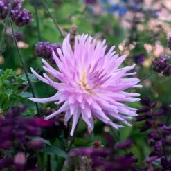 Dahlia 'Mingus Randy' -Olivia Plants Sales x600 36436