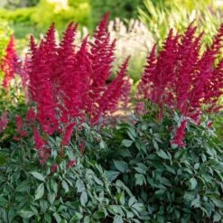 Astilbe X Arendsii 'Fanal' -Olivia Plants Sales x600 36483