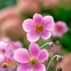 Anemone X Hybrida 'Robustissima' 10 Anemone X Hybrida 'Robustissima' -Olivia Plants Sales x600 36487