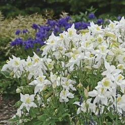 Aquilegia 'Dove' -Olivia Plants Sales x600 36511