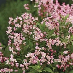 Deutzia Yuki Cherry Blossom® 7 Deutzia Yuki Cherry Blossom® -Olivia Plants Sales x600 36532