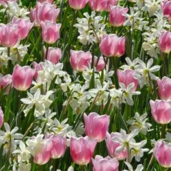 Narcissus 'Thalia' -Olivia Plants Sales x600 36660