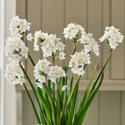 Paperwhites In Linen Bag 5 Paperwhites In Linen Bag -Olivia Plants Sales x600 36696