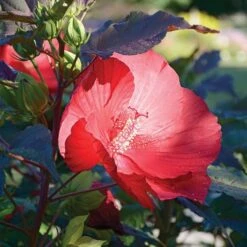 Hibiscus 'Midnight Marvel' -Olivia Plants Sales x600 36730