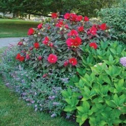 Hibiscus 'Midnight Marvel' -Olivia Plants Sales x600 36731