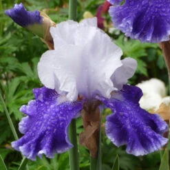 Iris Germanica 'Drifting' -Olivia Plants Sales x600 36765