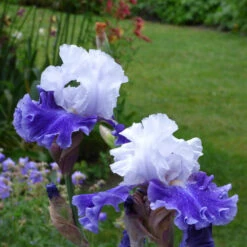 Iris Germanica 'Drifting' -Olivia Plants Sales x600 36766