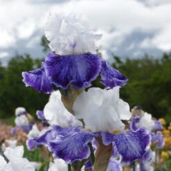 Iris Germanica 'Tillamook Bay' - Reblooming -Olivia Plants Sales x600 36773