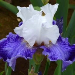 Iris Germanica 'Tillamook Bay' - Reblooming -Olivia Plants Sales x600 36774