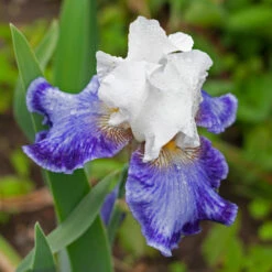 Iris Germanica 'Tillamook Bay' - Reblooming -Olivia Plants Sales x600 36775