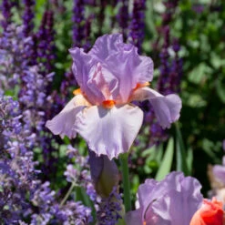 Iris Germanica 'Snappy Dresser' -Olivia Plants Sales x600 36790