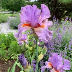 Iris Germanica 'Snappy Dresser' -Olivia Plants Sales x600 36792