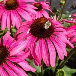 Echinacea Butterfly™ 'Purple Emperor' -Olivia Plants Sales x600 36796