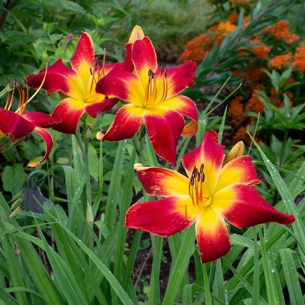Hemerocallis (Daylily) 'All American Chief' 2 Hemerocallis (Daylily) 'All American Chief' - Image 2