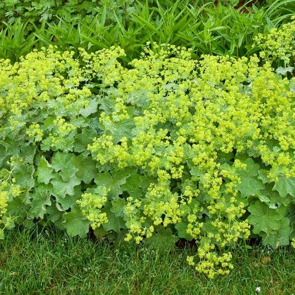 Alchemilla Mollis 2 Alchemilla Mollis - Image 2