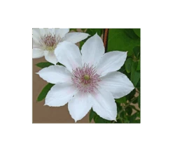 Clematis Corinne™ Boulevard® -Olivia Plants Sales x600 3687