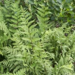 Athyrium Filix-femina - Lady Fern -Olivia Plants Sales x600 36878