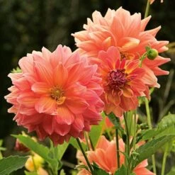 The Big Six Dahlia Collection -Olivia Plants Sales x600 36919